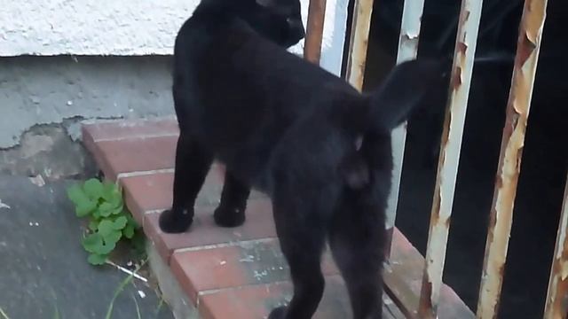 Small Panther, Kleine Panther, маленькая пантера