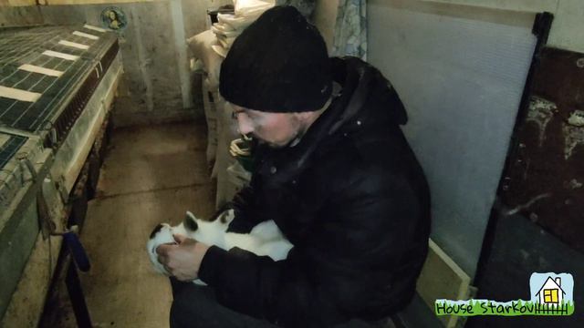 Саблезубый кролик! смотреть онлайн