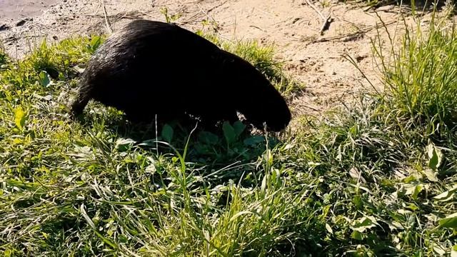 Кормление нутрии. Минск  река Свислочь