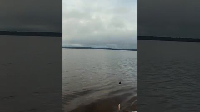 Так поклёвка была,есть рыбка друзья-бьётся,бьётся #фидер смотреть онлайн