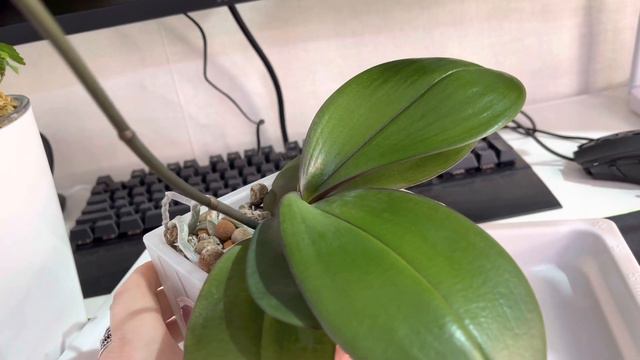 Опоры для растений 😃 смотреть онлайн