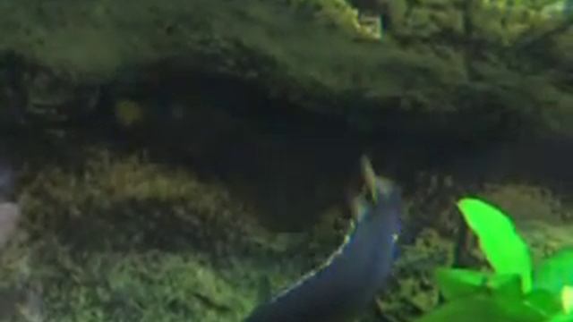 Pseudotropheus acei itungi смотреть онлайн