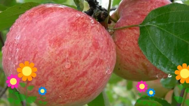 Яблоня домашняя Коричное полосатое. Краткий обзор, описание характеристик, где купить саженцы смотреть онлайн