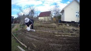 Посадка лука севка в Ленинградской области