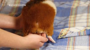 ГРЯЗНЫЕ ПОДРОБНОСТИ! Каловый Карман У Морских Свинок ФУУУУУ