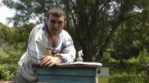 Как скомпоновать МЕДОВИК объединив пчелиные семьи!