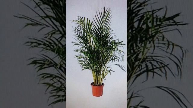 DYPSIS LUTESCENS смотреть онлайн