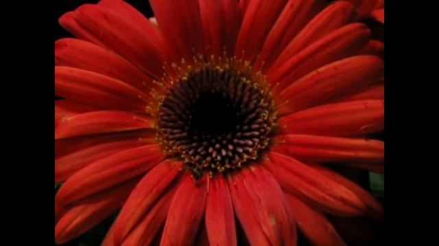 Gerbera Blooming Timelapse смотреть онлайн