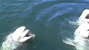 Белый кит Белуха семейство дельфиновых