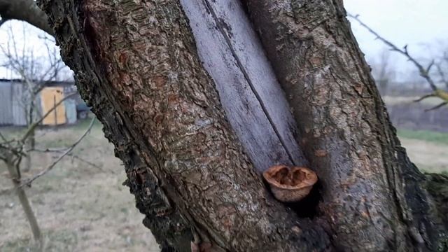Треснула кора на дереве – что делать смотреть онлайн