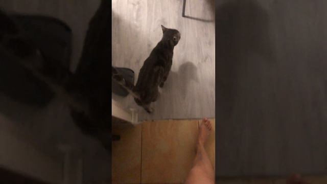 Кот просит еду смотреть онлайн