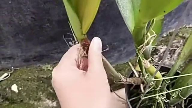 Cattleya Taiwan Beauty Girl