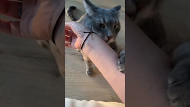 Как научить кота команде «нельзя» ? #shorts #кот #котики #кошки #дрессировка смотреть онлайн