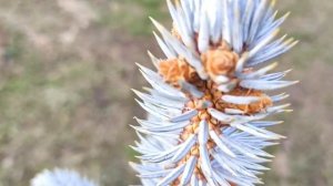 Выбираем красивую ель | Какая ель лучше: голубая Хупси или необычная Акрокона