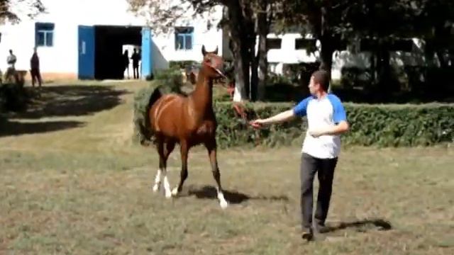 Петличка Терск2010 Победитель Пыльца Ажа Шакакхан смотреть онлайн
