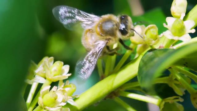 Around Kansas - Bees June 12, 2019 смотреть онлайн