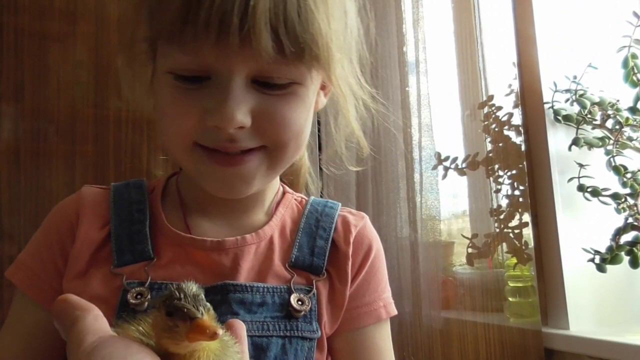 Инкубация на самоизоляции | Утята и гусенок. Первые дни жизни смотреть онлайн