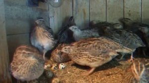 кормление и содержание взрослых перепелов