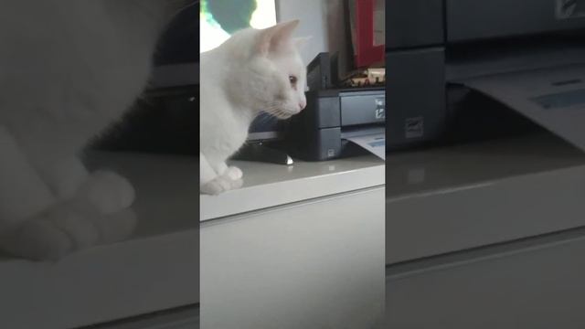 Seeing How My Cats React When Paper Comes Out Of Printer смотреть онлайн