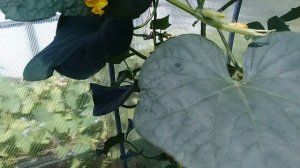 Вредители в теплице.Вредители на огурцах.Клоп в огороде.