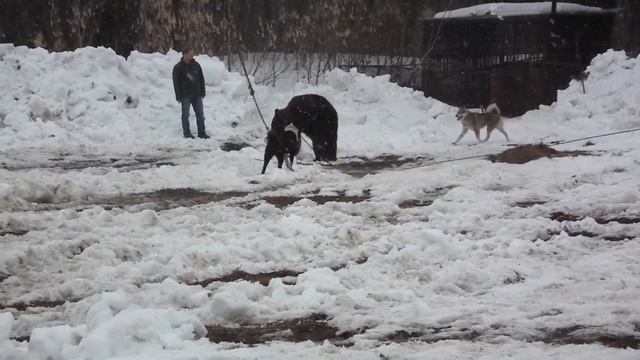 Притравка по медведю Уфа 29 марта 2014 Цветы Башкирии смотреть онлайн