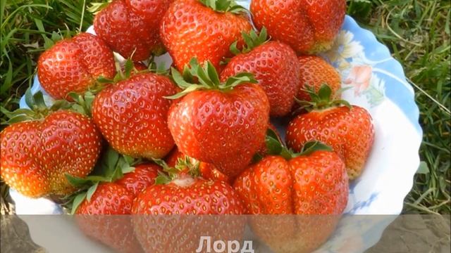 Чамора, Лорд, Лия сахарная: легендарные земляничные сорта августа! смотреть онлайн