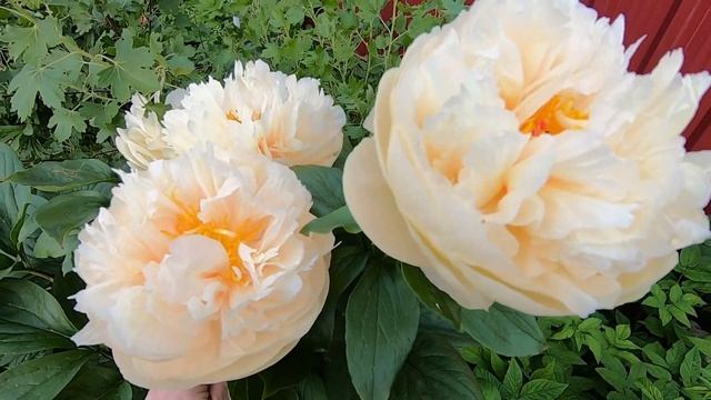 Пион Пастелеганс (Paeonia Pastelegance)