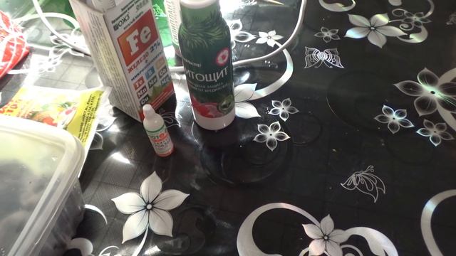 Эустома, она вовсе не однолетка. Зимовка после летнего цветения. смотреть онлайн