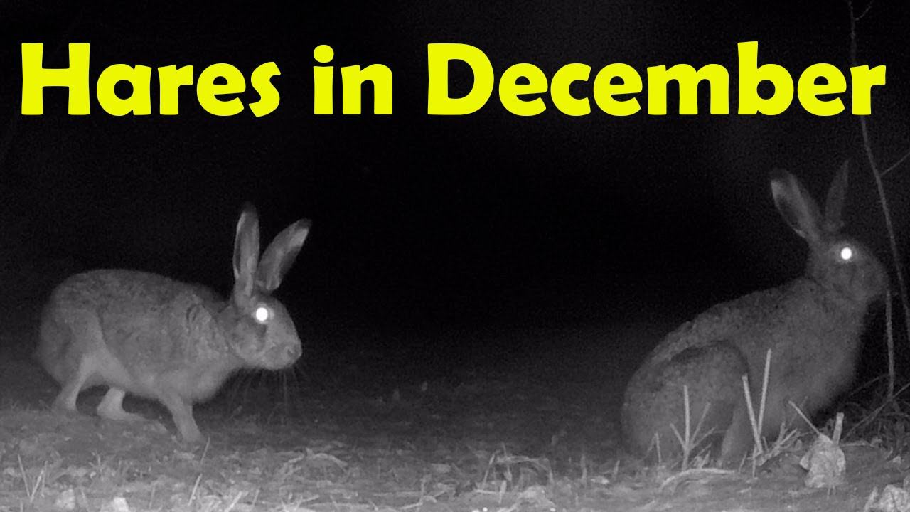 Зайцы активничают в конце декабря / Hares in December смотреть онлайн