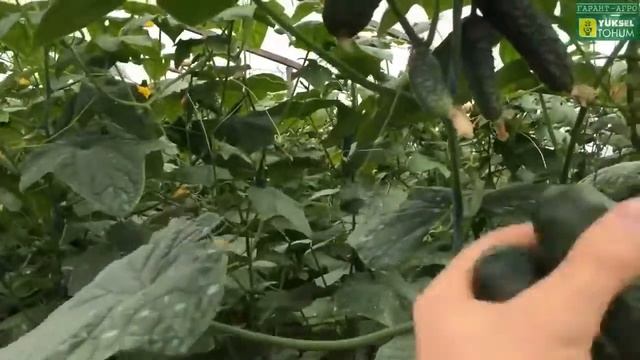Профессиональные семена. ПЕРОНОСПОРОЗ Устойчивость огурца ЛЮТОЯР F1 Сравнение с св 40 97 и кураж смотреть онлайн
