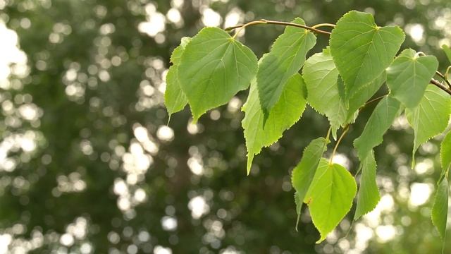 Солнечный летний день. Солнечные лучи светят сквозь качающуюся на ветру ветку берёзы смотреть онлайн
