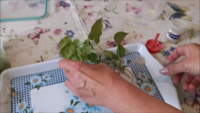 Тайские антуриумы, пересадка после получения посылки смотреть онлайн