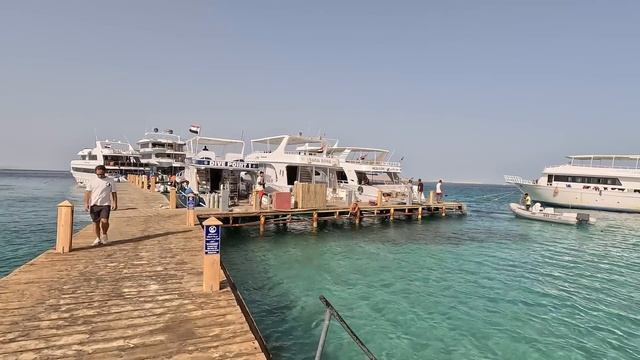 Акулы в Египте. Море. Погода. #хургада #египет #акулы смотреть онлайн