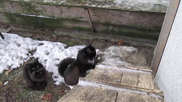 американский рингтейл кот Мартин смотреть онлайн