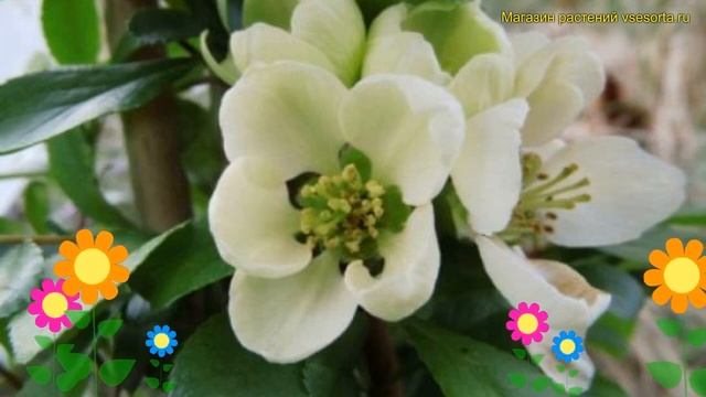 Айва японская Райзинг Сан. Краткий обзор, описание Chaenomeles Japonica Rising Sun Rayzing San