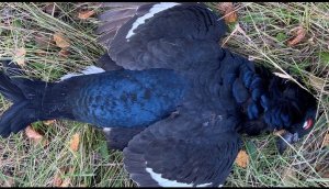 Тетерев на манок. Охота на тетерева осенью. Приманил двух косачей, одного добыл