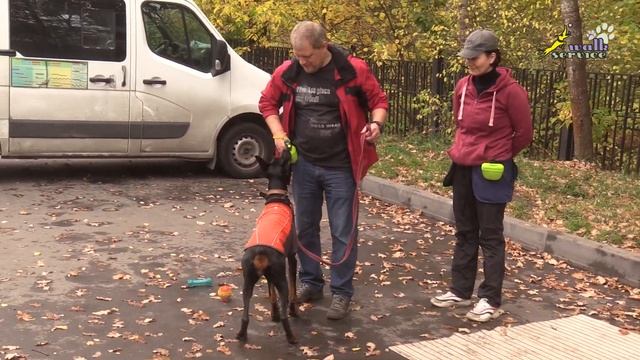 Как научить собаку собирать вещи в ведро, доберман Тильда смотреть онлайн