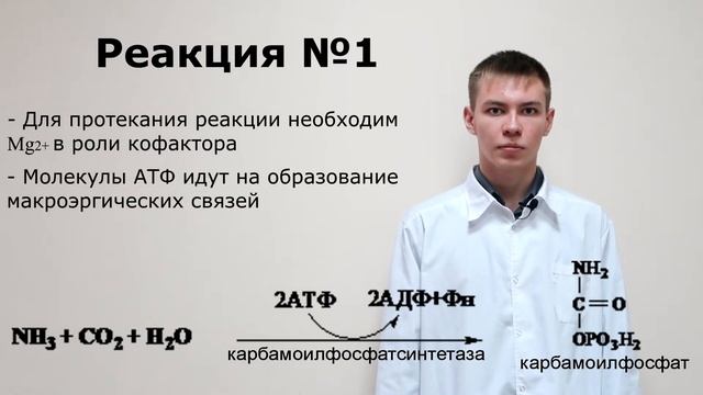 Орнитиновый цикл смотреть онлайн