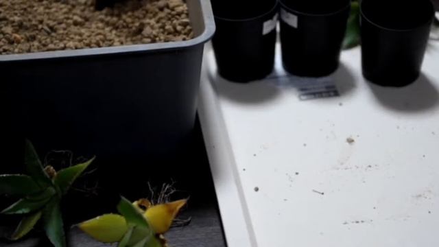 夜の趣味時間【いちじくpart2 &アガベ ホリダの植替え編】