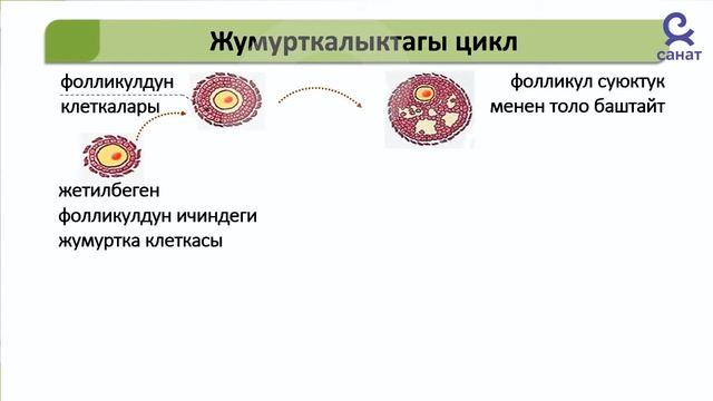 Биология 9 класс 31 сабак смотреть онлайн