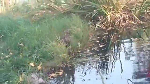 Жизнь уток смотреть онлайн