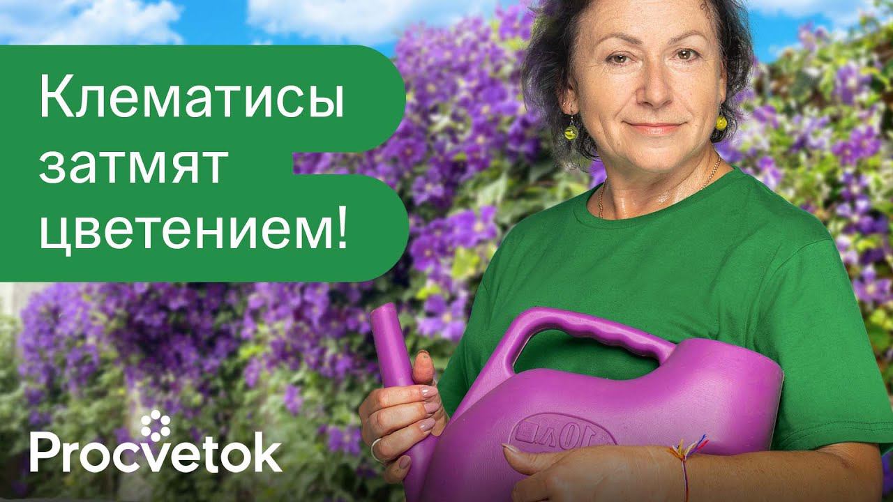 КЛЕМАТИСЫ ОБОЖАЮТ ЭТО! Как заставить клематис цвести ярко и пышно? смотреть онлайн