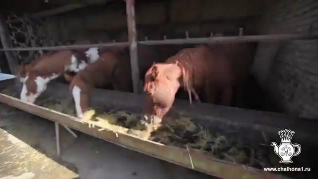 Плов Тимура Ланского смотреть онлайн