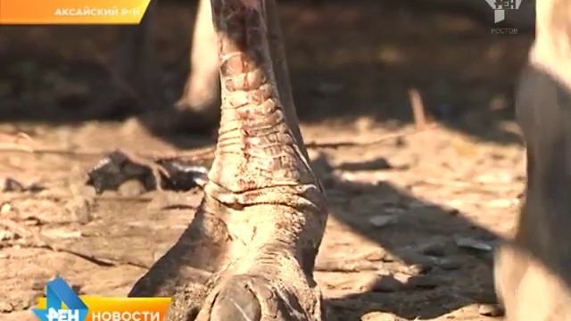 Страусовая ферма как туристический объект смотреть онлайн