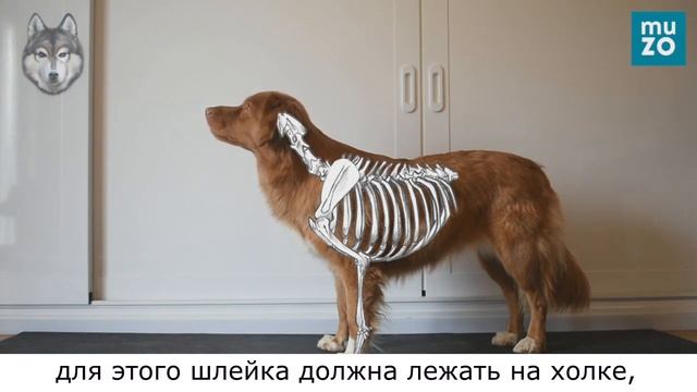 Как выбрать анатомичную прогулочную шлейку смотреть онлайн