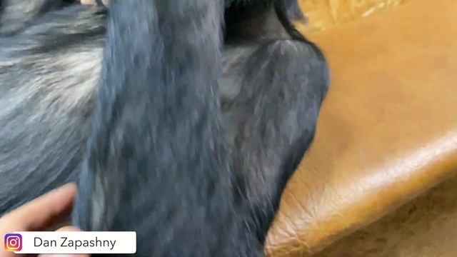 #shorts ШИМПАНЗЕ БОНЯ показывает как правильно КАЧАТЬ ПРЕСС смотреть онлайн