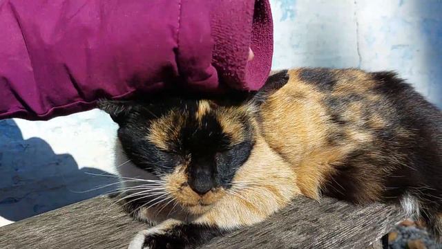 Видео про кошку Марту 07.10.22 смотреть онлайн