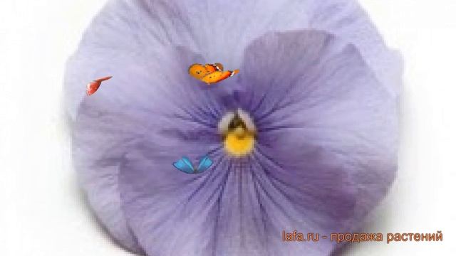 Виола крупноцветковая Блю ? крупноцветковая виола Блю обзор: как сажать, семена виолы Блю смотреть онлайн