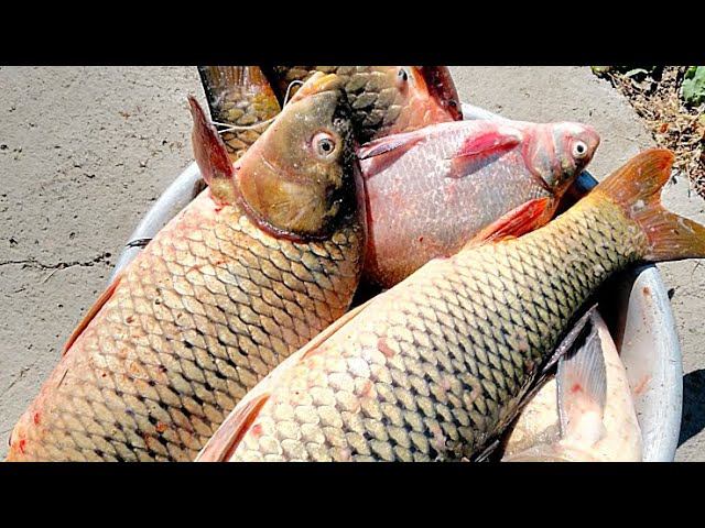 СВЯЖИ ЭТУ СНАСТЬ И НЕ ПОЖАЛЕЕШЬ!!! МАКУШАТНИК БУДУЩЕГО! смотреть онлайн