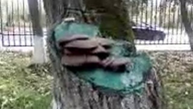 Вешенка 01 10 11 14 44 смотреть онлайн